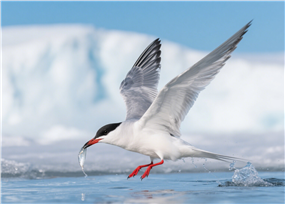 正在水面上捉鱼的水鸟图片